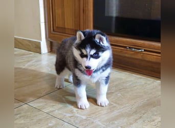 FCI Pedigree Blue Eyed Black & White Siberian Husky Champion Puppy