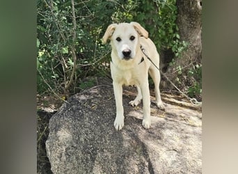 Victory: toller Familienhund