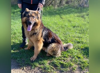 Tibo, Schäferhund Mischling