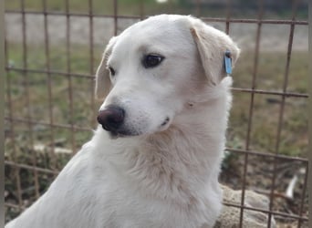♥JANOSCH♥ hübscher, sehr lieber, anfangs noch vorsichtiger Labrador-Mix-Rüde 48 cm