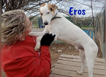 Eros 03/2023 (ESP) - verschmuster und sozialer, junger Bodeguero Mix Rüde!