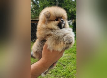 Pomeranian Boo Zwergspitz