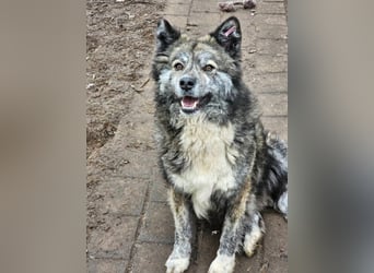 Lupo, ruhiger und ausgeglichener Rüce
