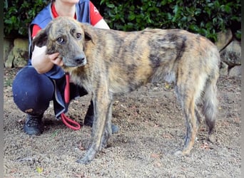 Ulick - Hunde bevorzugt!