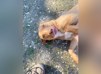 VIKI  ca. 1,5 J. hundeverträgl. Thai Rigdeback-Mix-Hündin sucht
