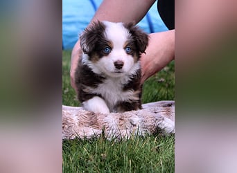 Mini American Shepherd / Mini Aussie