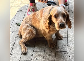 Toller Philipp sucht seine Familie!