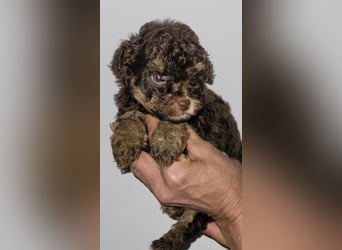 ZWERGPUDEL / TOY 2 männlich braun tan 1 schwarzes Mädchen 1 black tan Mädchen