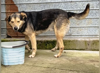 MATTES, Rüde, knapp 7 Jahre, 54cm, Mischling, Tierschutz