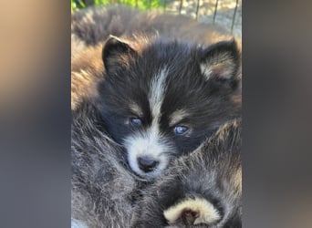 Zauberhafte Pomsky Welpen suchen ihr neues Zuhause! (ab 22.05.2025)