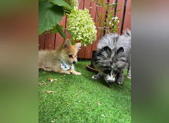 Lio – kleiner Spitz mit großem Herzen sucht ein liebevolles Zuhause