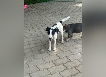 Maxi, geboren 01.04.2024, 36cm sucht aktives Zuhause