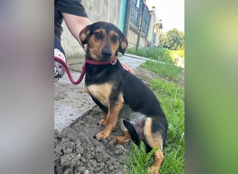 Amigo, geboren 08.04.2023, 35cm sucht sein Zuhause