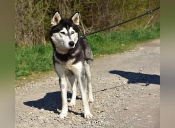 Dory sucht Husky Liebhaber
