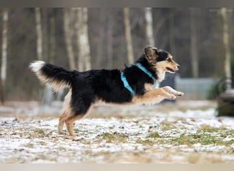 Sozialer Remi sucht liebevolles Zuhause