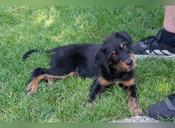 BALTO-zutraulich, wunderbar fröhlich,voller Lebensfreude auf der Suche nach seiner"Für-immer-Familie