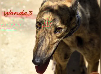 Wanda3 geb. 11/2023 (ESP) - menschenbezogene, hübsche Galga!
