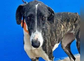 Marylin, zauberhafte Galgo Lady, zu brav für die Jagd, abgegeben