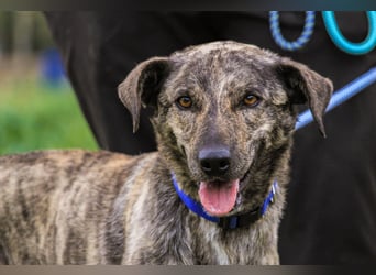 Benito, Mix Labrador / Rafeiro Alentejano, lieb und sozial