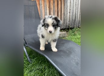 Australian Shepherd Welpen