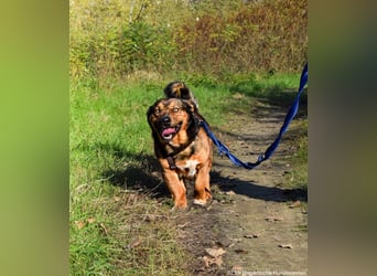 Archie - Vorliebe für Spaziergänge