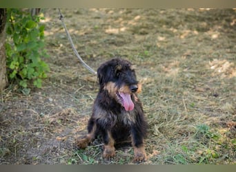 Eliot: Sucht ein Zuhause