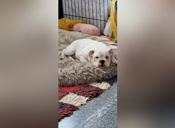 Englische Bulldoggen welpen Top Pedigree FCI