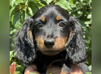 Kaninchen/Zwerglanghaar Dackel