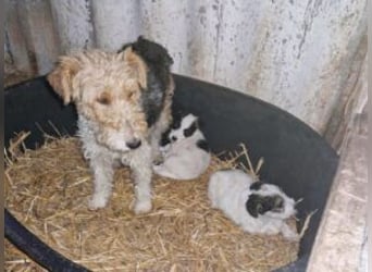 Welpe Zoe sucht ein schönes Zuhause
