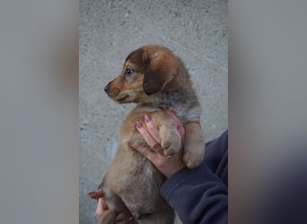 Harry - sucht noch sein Körbchen