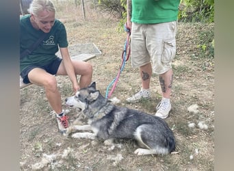 Maya, sanfte Malamute Hündin sucht liebevolle Menschen