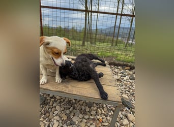 Pfiffige PANCHO - neugierig, gechillt und verschmust