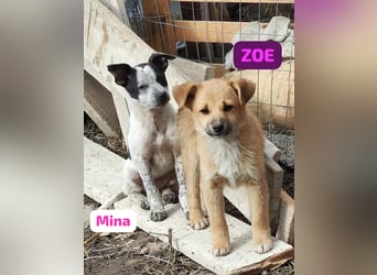 Zoe – so klein, wie knuffig