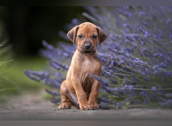 Rhodesian Ridgeback Welpen mit FCI-Ahnentafel