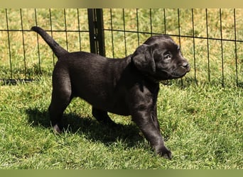 Reinrassige Labrador Welpen m.P. aus liebevoller Zucht
