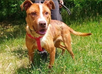 Julien, American Staffordshire Mischling