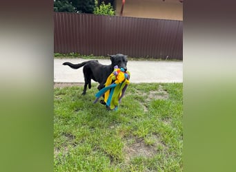 Lupin VI– Ein kluger Herzenshund sucht sein Für-immer-Zuhause
