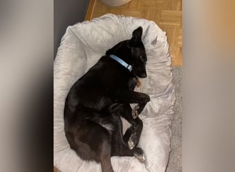 liebe Wenka auf Pflegestelle in 87754 Kammlach sucht ihr Zuhause