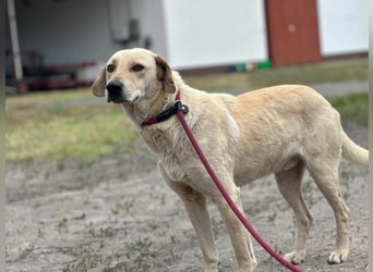Max, geboren 08.06.2024, 55cm sucht sein Zuhause