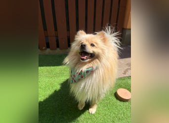 Barney2 SR – kleiner Charmeur sucht beständiges Zuhause