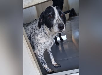liebe Pointer Mischlings-Hündin Luna sucht ihre Menschen