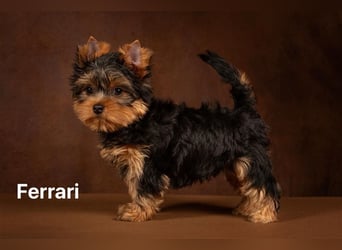 Exklusiver Reinrassiger Yorkshire Terrier Welpe Junge (Show-Class Hund)