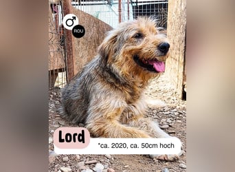 Liebevoller und aktiver LORD
