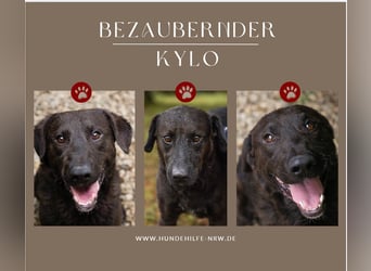 KYLO – Labradormix - freundlicher Begleiter mit ruhiger Ausstrahlung