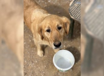 Tolle, liebevolle, aktive Traumhündin Nika, Golden Retriever