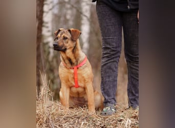 Teenager-Hündin Bulochka sucht Familie