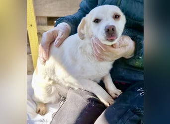 Carlotta - goldiges Hundekind