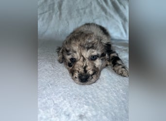 Süße Border Collie -Mudi mix Welpen