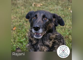 Rajani: Verspieltes Herz sucht Zuhause