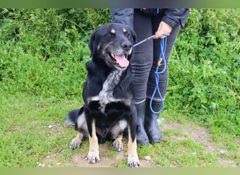 Tiago  - Schäferhund-Mix, lieb und verträglich